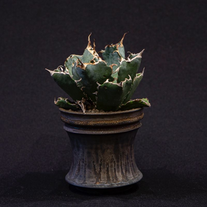アガベ チタノタ 白鯨 Agave Titanota Bloomsbury Plants