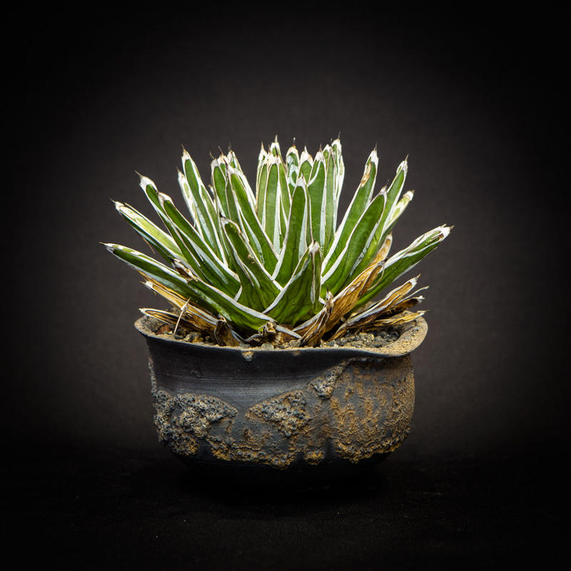 アガベ 笹の雪 Agave victoriae-reginae | Bloomsbury...
