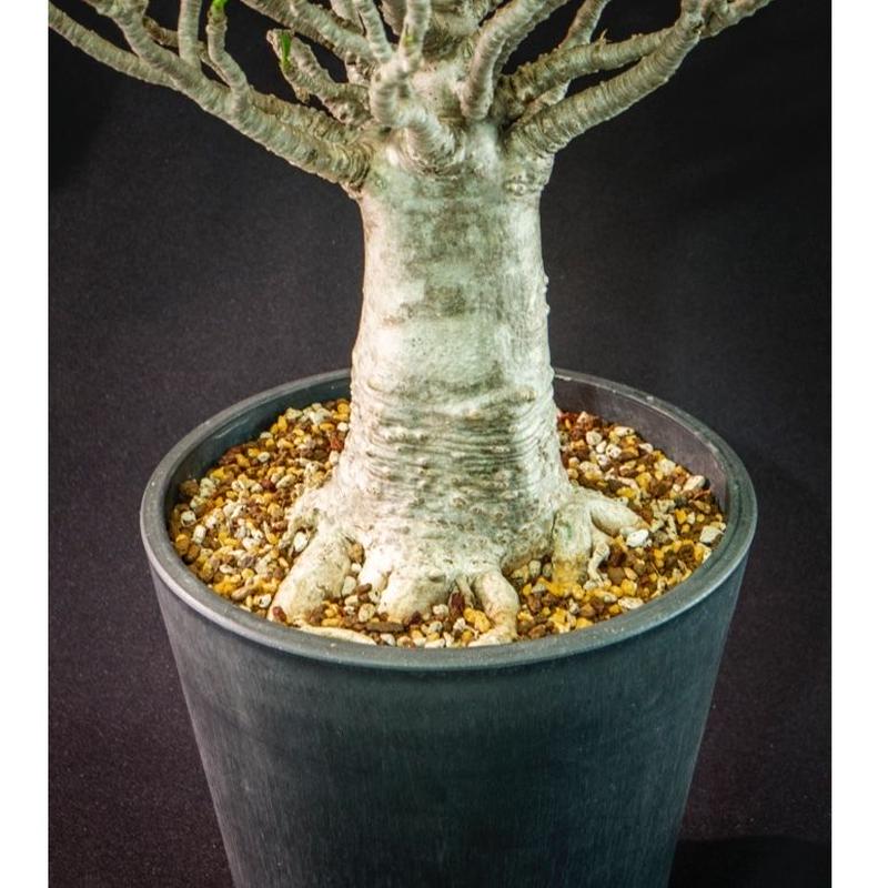アデニウム タイソコトラナム バオバブフォーム Adenium Thai Socotranu アデニウム タイソコトラナム バオバブフォーム Adenium Thai Socotranu