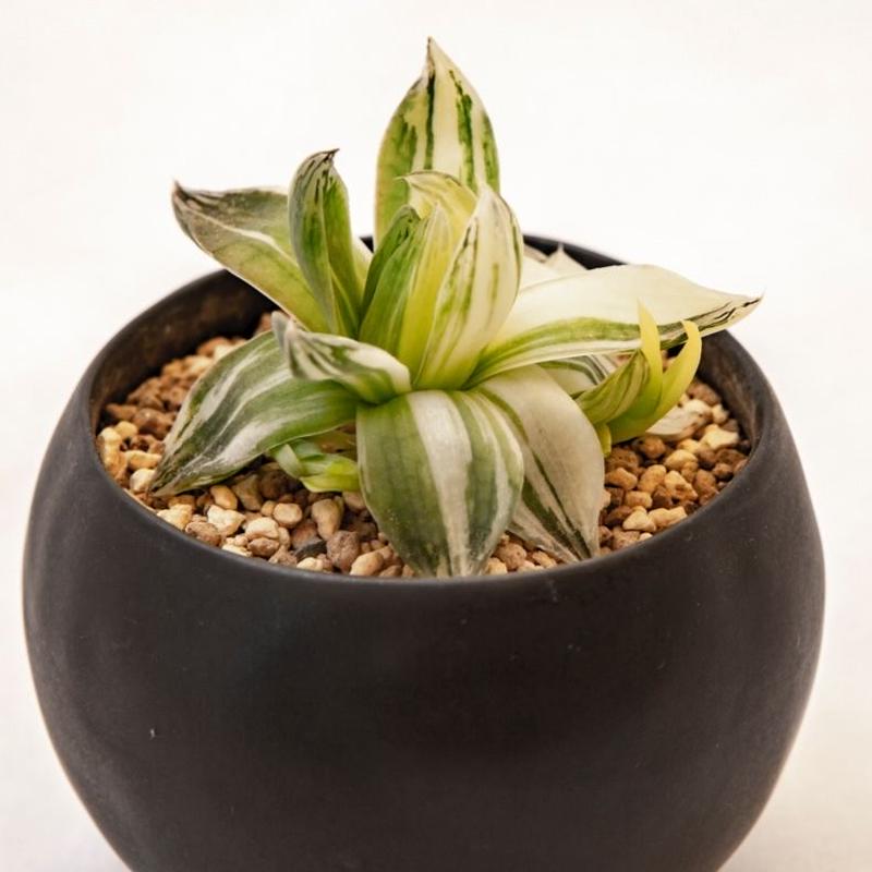 ハオルチア 京の華錦 Haworthia Cymbiformis Var Angustata