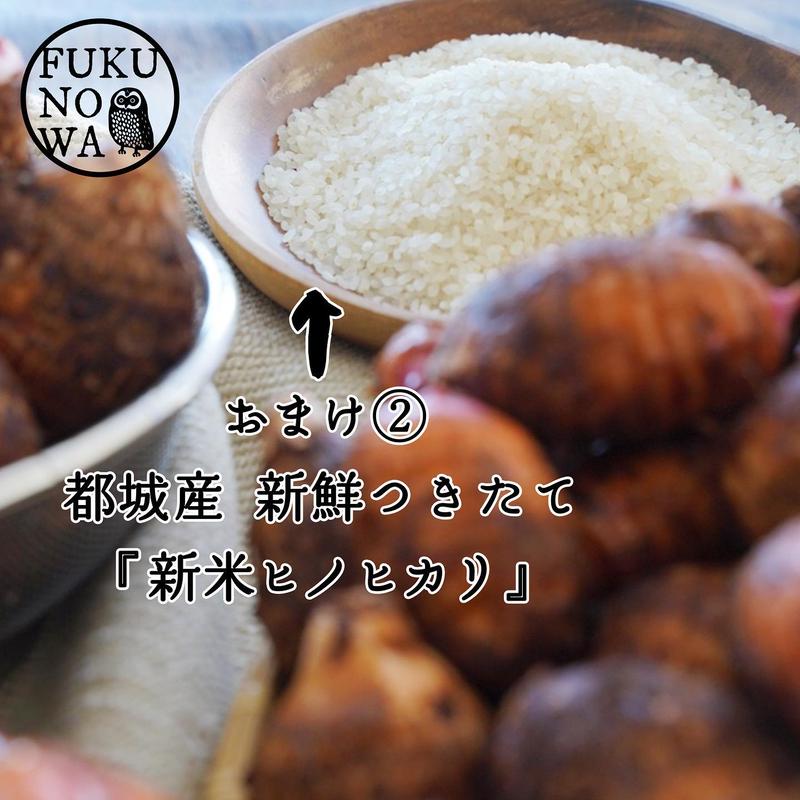 送料無料 増量キャンペーン 里芋 赤芽芋 セレベス 3kg 宮崎県産 さといも サトイモ