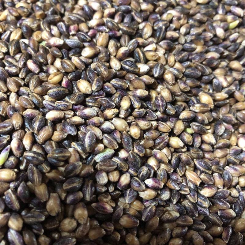 さゆ もち麦7kg 新麦 紫もち麦 ダイシモチ 精麦済 令和7年度産】 紫もち麦 150g×3袋 450g ダイシモチ もち麦 雑穀