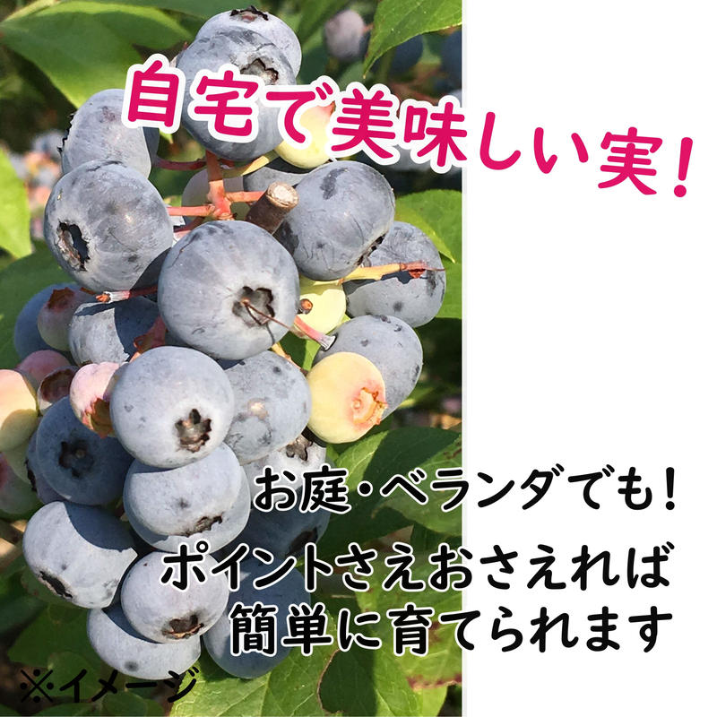 ブルーベリー苗 ブライトウェル Garden Restaurant Fusya