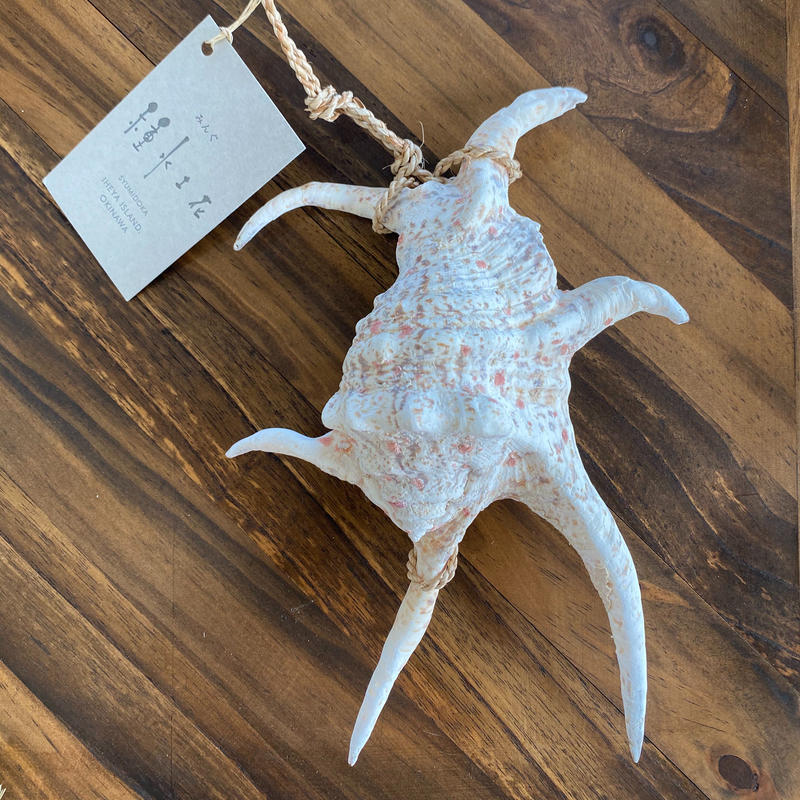 水字貝の 魔除け L Gallery はらいそオンラインストア 大人に似合うやちむん 紅型