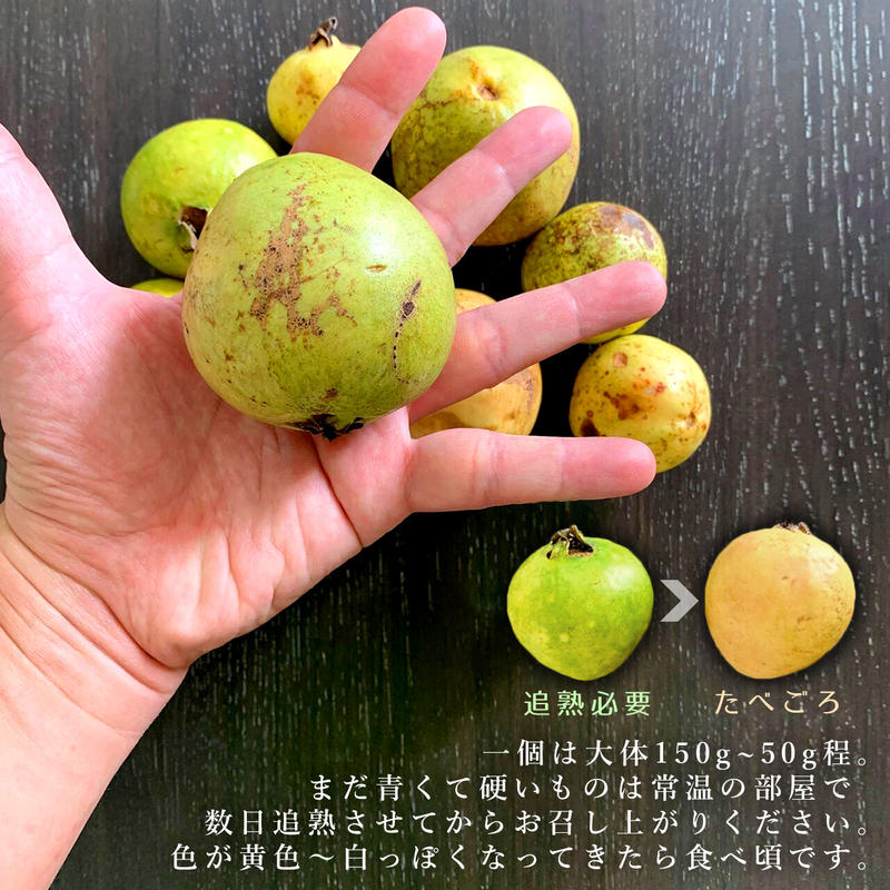 沖繩産グアバ白10k前後常温発送 沖縄産グアバ白10k常温発送 【公式通販】