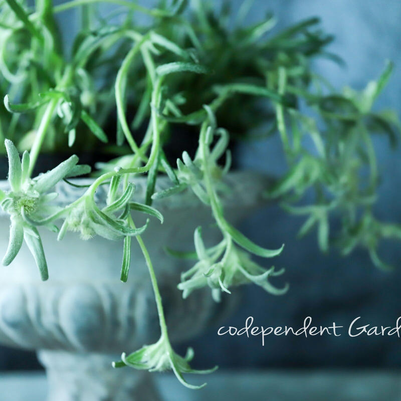 エーデルワイス ブロッサムオブスノー Garden Grue