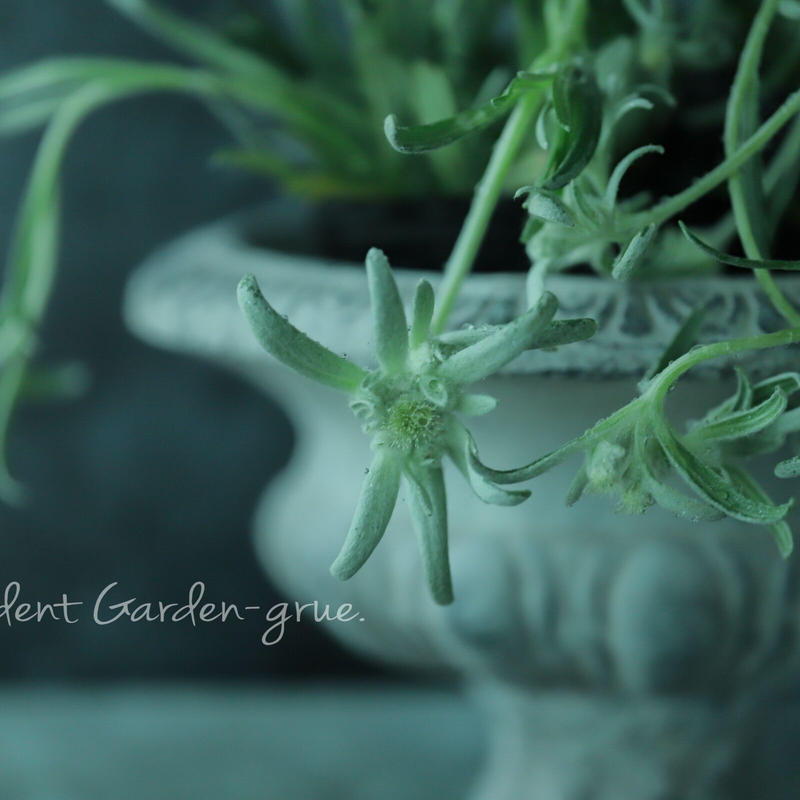エーデルワイス ブロッサムオブスノー Garden Grue