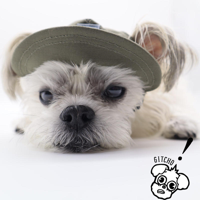 GRAY: ファッション lifeshop 未使用 gray グレイ 犬 刺繍 キャップ