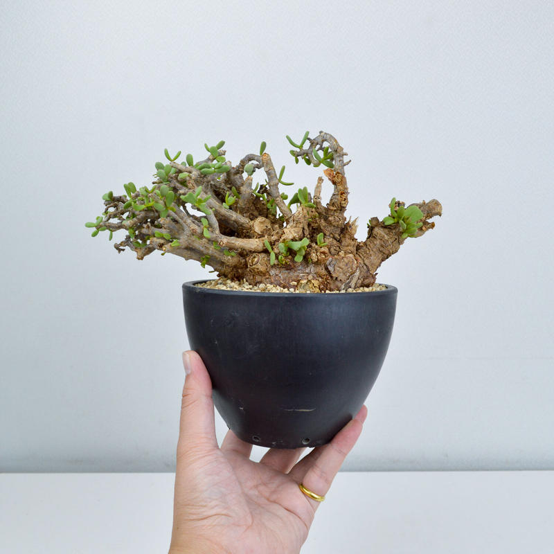 現地球 ケラリアピグマエア 雌雄未判別 安い