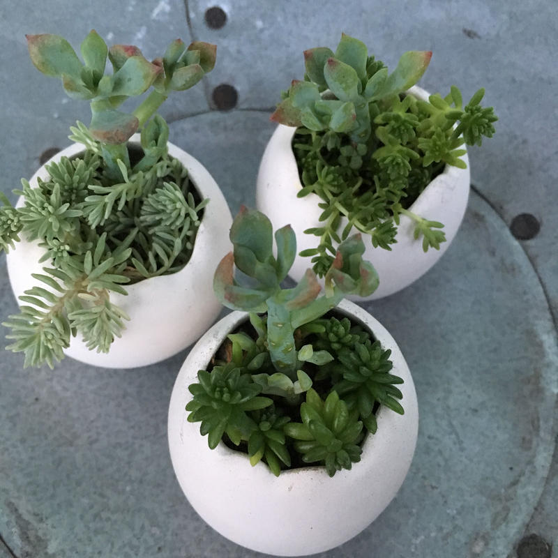 卵の殻に入った多肉植物 Purplegreen