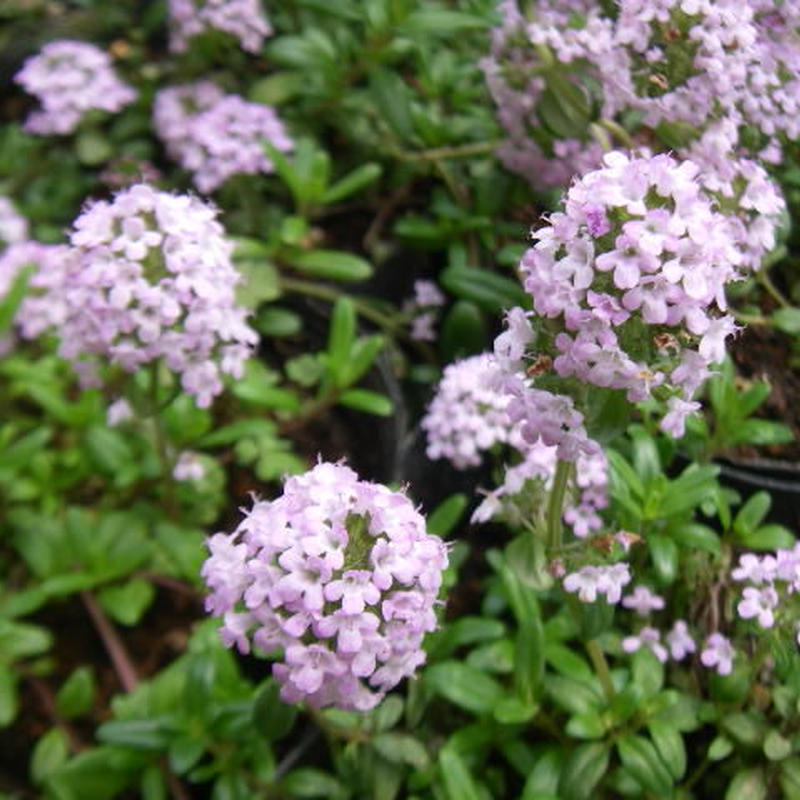 Ground Cover Plants クリーピングタイム Greenfarm