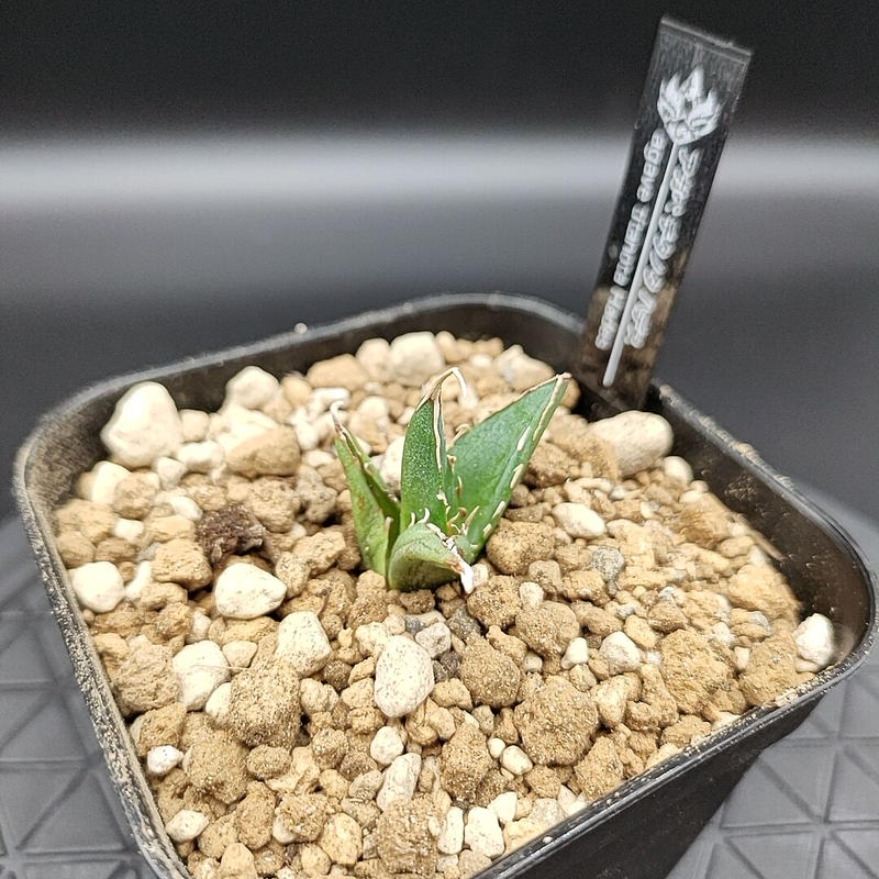 アガベ チタノタ ハデス | Agave GreenLIfe