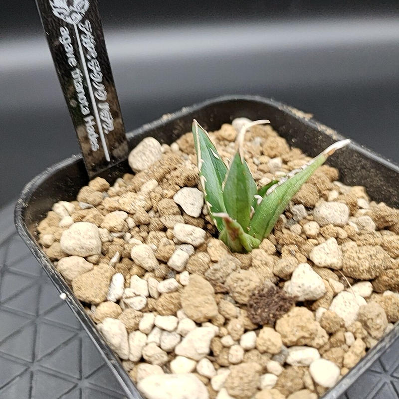 アガベ チタノタ ハデス | Agave GreenLIfe