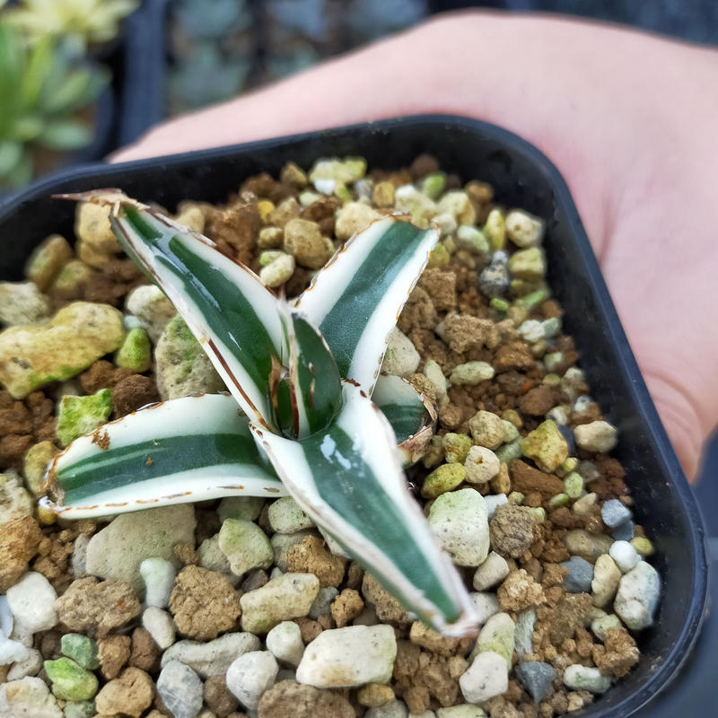 アガベ 氷山 Agave Greenlife