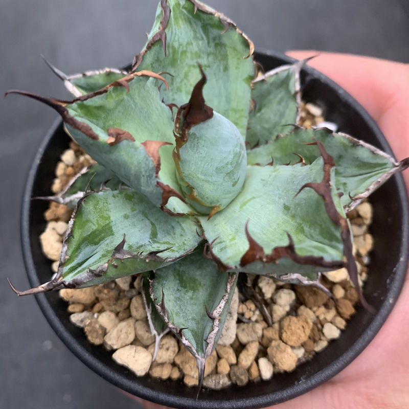 アガベ チタノタ ブラックブルー 暗覆輪 Agave Greenlife