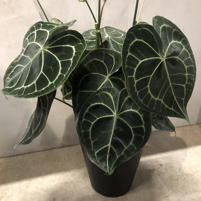 アンスリウム クラリネルビウム Green Luck