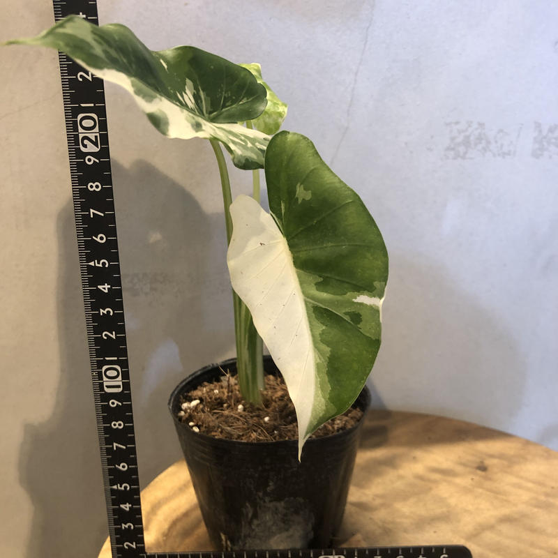 正規取扱店正規取扱店斑入りクワズイモ アロカシア〘 V 32 〙芋長 植物