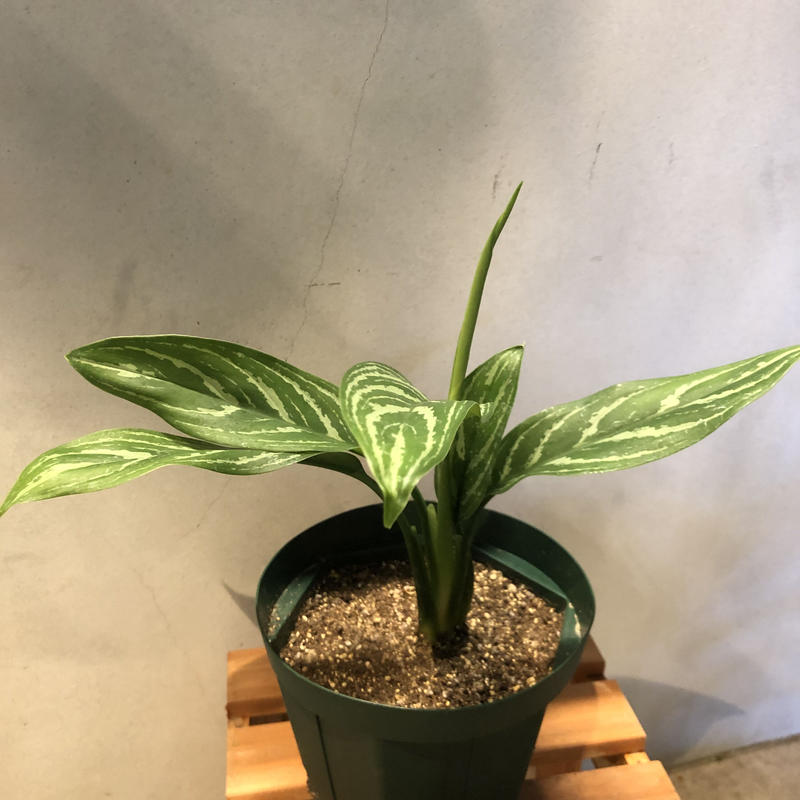 即発送可能 アグラオネマ カーティシー 30センチ株 希少 絶対的存在へ 手放せない極上 Jumbish In