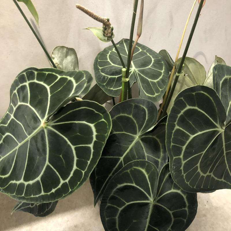 アンスリウム クラリネルビウム Green Luck