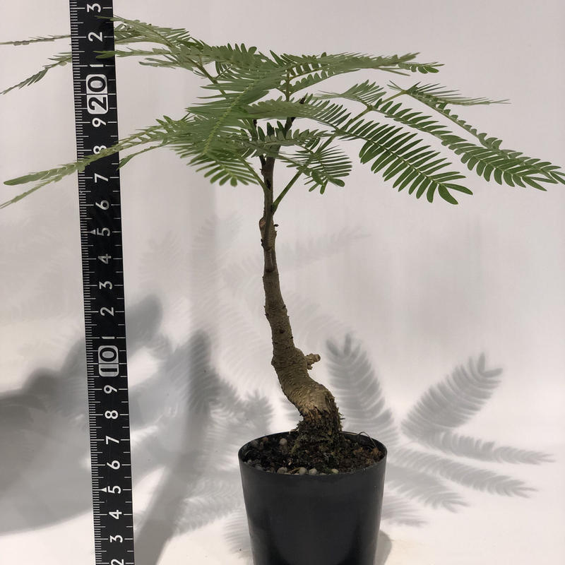 エバーフレッシュ エバーフレッシュ コンパクタCW60437B| 観葉植物の通信販売