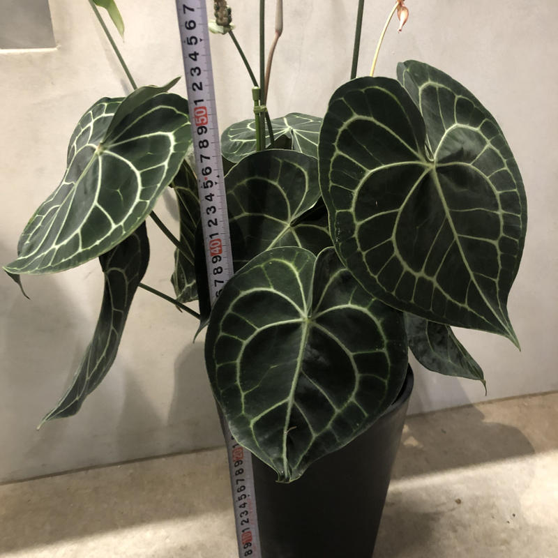 アンスリウム クラリネルビウム Green Luck