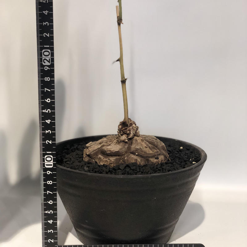 メキシコ亀甲竜 Green Luck