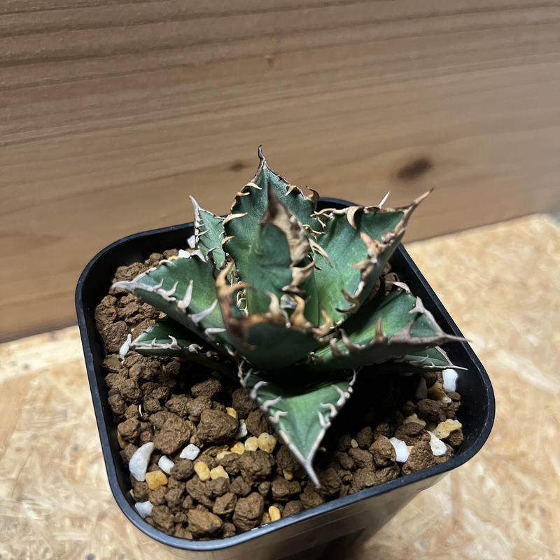 新着商品 多肉植物 アガベ W93 優秀選抜株 ゴリ猫 レッドキャット