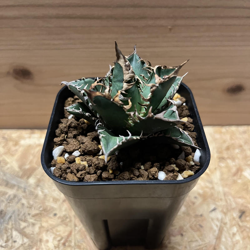 新着商品 多肉植物 アガベ W93 優秀選抜株 ゴリ猫 レッドキャット