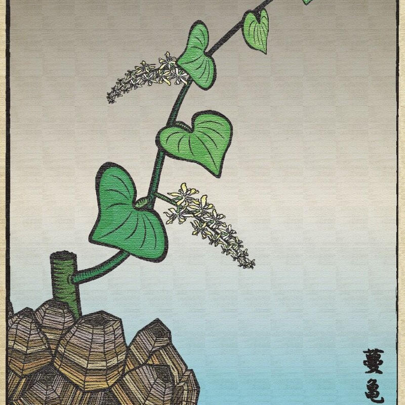 蔓亀草 Green Prickle Stores