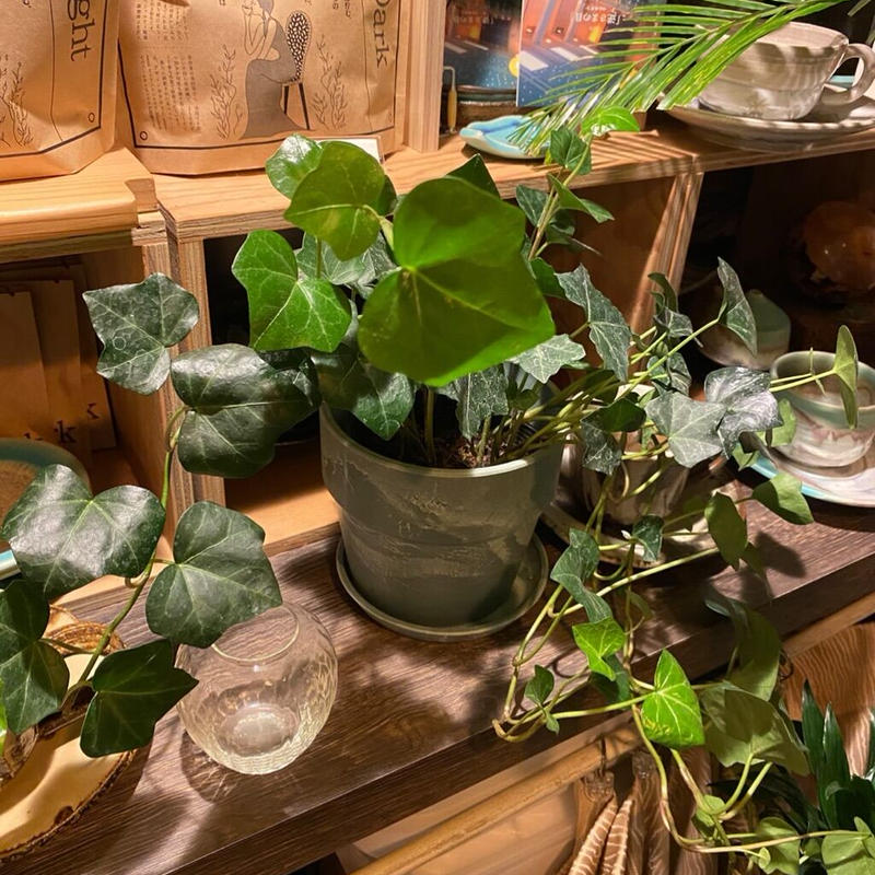 観葉植物 アイビー卓上サイズ Greenroad 根津店 観葉植物 アイビー卓上サイズ Greenroad 根津店