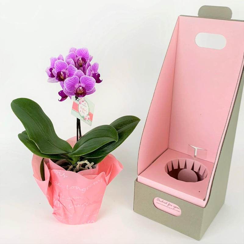 母の日限定 マイクロ胡蝶蘭１本立 Greenroad 根津店