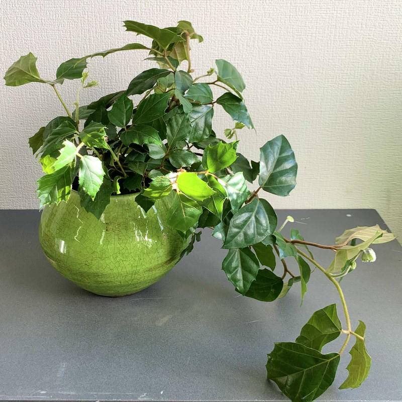 グレープアイビー Greenroad 根津店