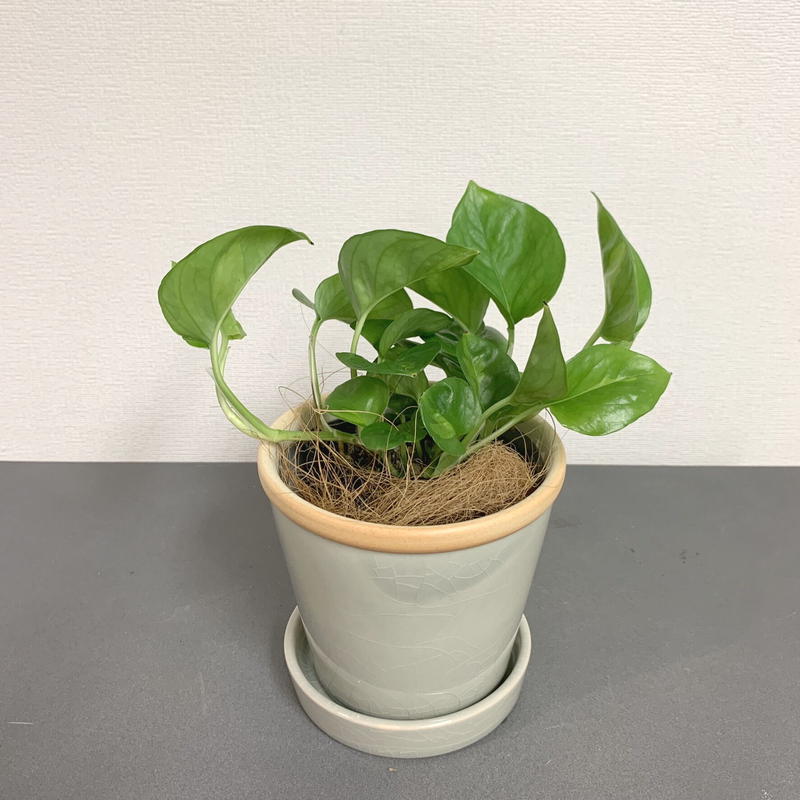 観葉植物 ポトス グローバルグリーン卓上サイズ Greenroad 根津店 観葉植物 ポトス グローバルグリーン卓上サイズ Greenroad 根津店
