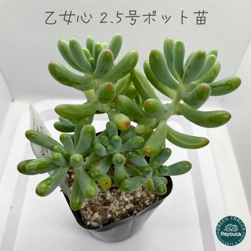 乙女心 2 5号ポット苗 Greenterrace Reyouca グリーンテラスれゆか