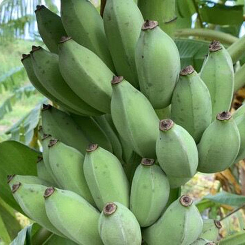 アイスクリームバナナ❤️キータン様専用-