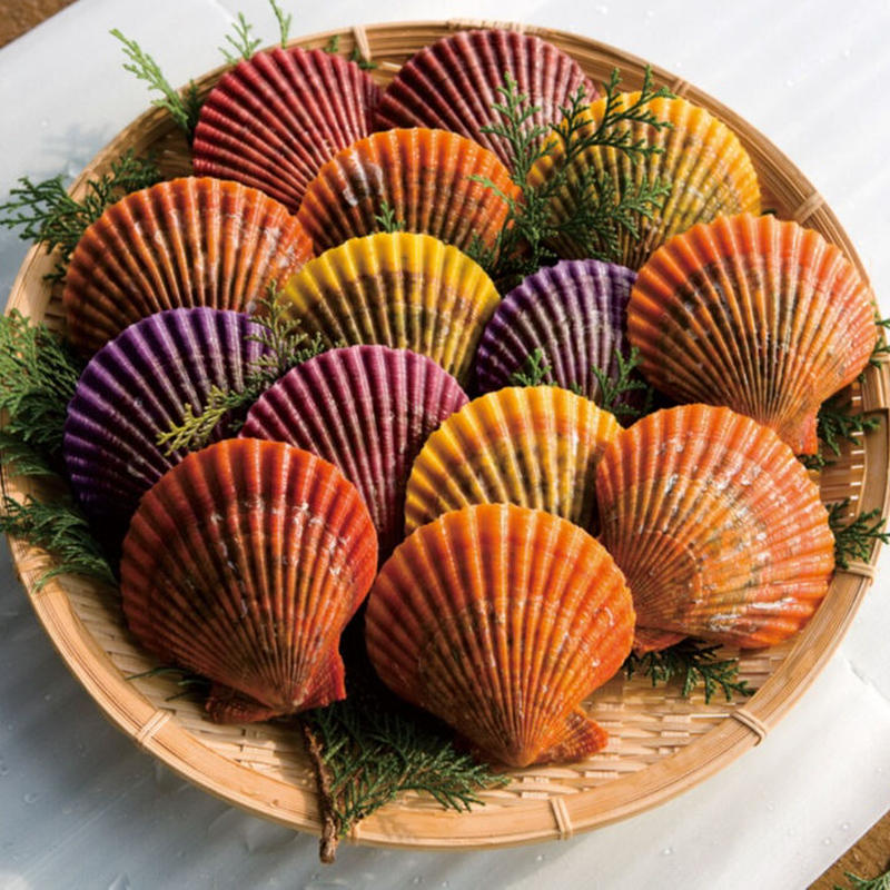 期間限定商品 産地直送 日時指定可 海の宝石 ヒオウギ貝 個セット 贈り物におすすめ