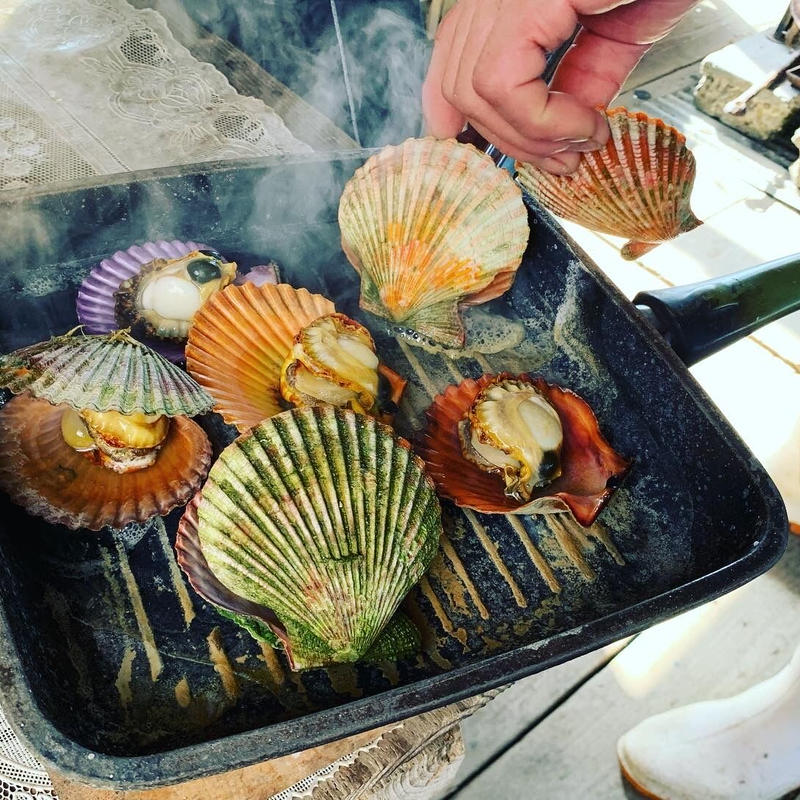 予約販売 期間限定商品 産地直送 日時指定可 海の宝石 ひおうぎ貝 個 お得な家