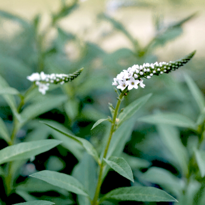 オカトラノオ Lysimachia Clethroides 花元