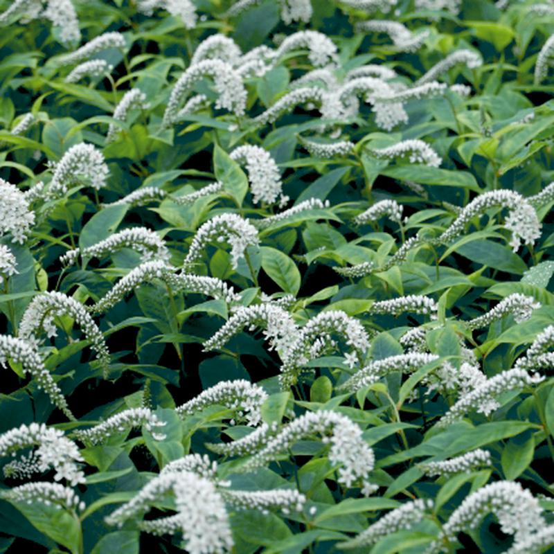 オカトラノオ Lysimachia Clethroides 花元