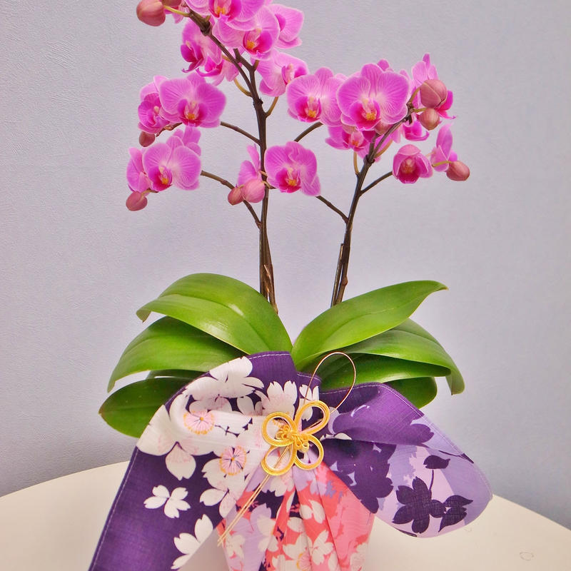 ミディ胡蝶蘭2本立 京都の高級風呂敷包み 有職 4号 ピンク ホワイト Tokyo Sma