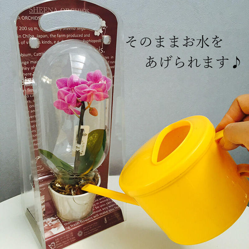マイクロ胡蝶蘭 1本立 2 5号 カプセル入り Hana Marche