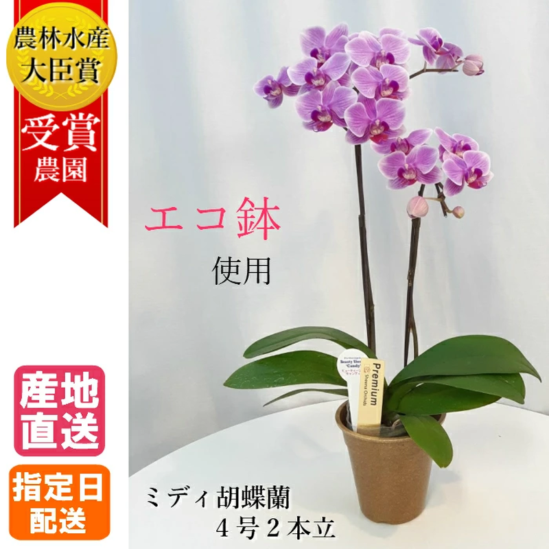 エコ鉢 寄付つき ミディ胡蝶蘭 2本立 4号 ピンク Hana Marche