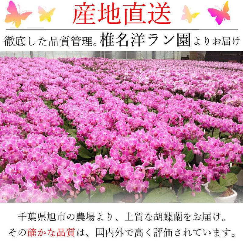 苔玉 マイクロ胡蝶蘭 1本立 3号 Hana Marche