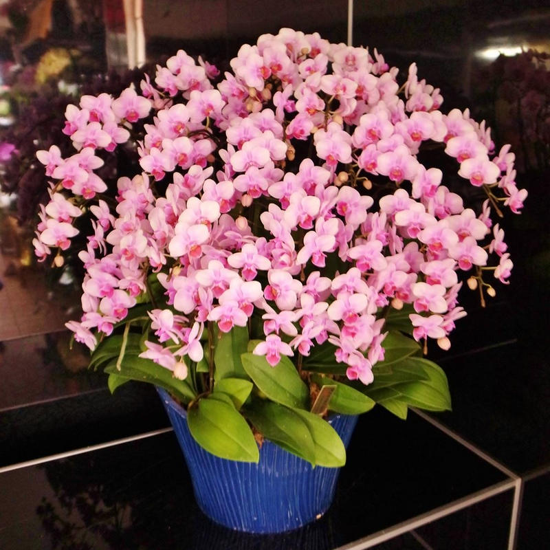 ミディ胡蝶蘭 蘭千世界 ランラン13号 f Hana Marche