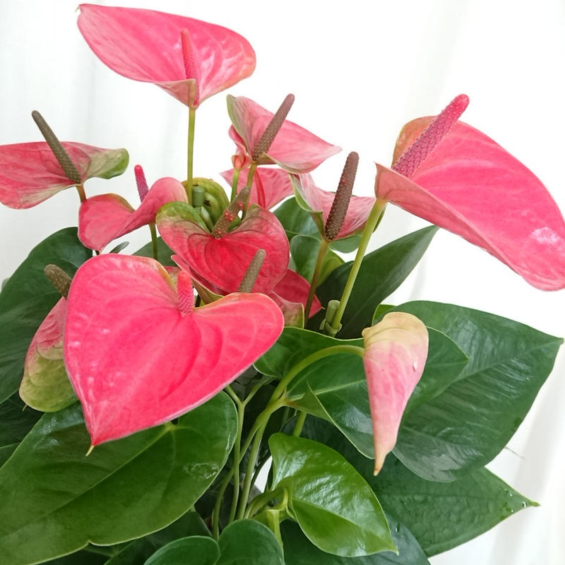 観葉植物 アンスリューム 7号 特別価格6 980円 税込 送料込 花の美里流通センター