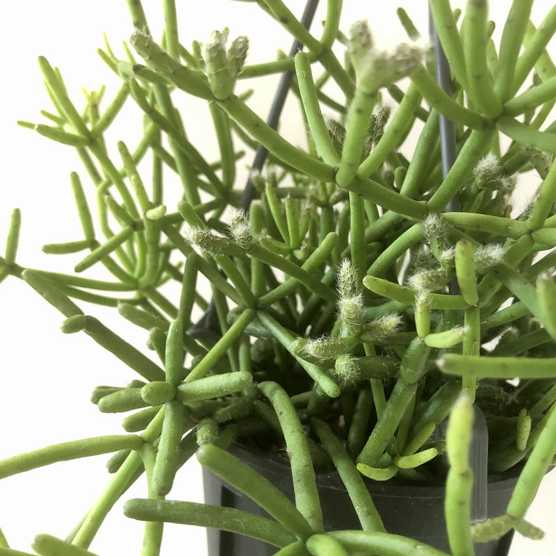 バイヤーお勧めレア観葉植物ａ リプサリス ヘテロクラダ 送料込 花の美里流通センター