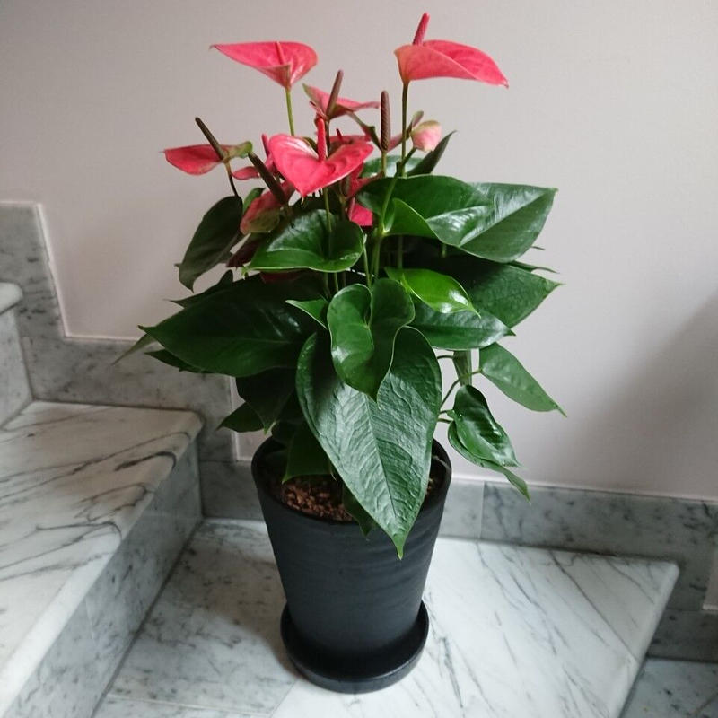 観葉植物 アンスリューム 6号 特別価格5 480円 税込 送料込 花の美里流通センター