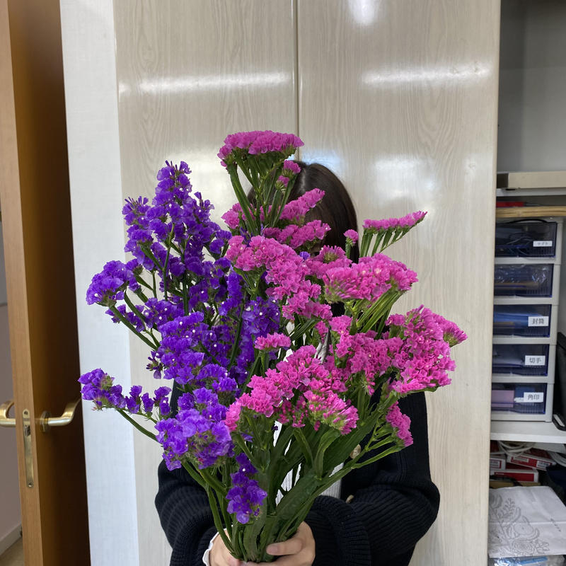 グランドスターチス 産直からリビングまで税込 送料込 花の美里流通センター グランドスターチス 産直からリビングまで税込 送料込 花の美里流通センター