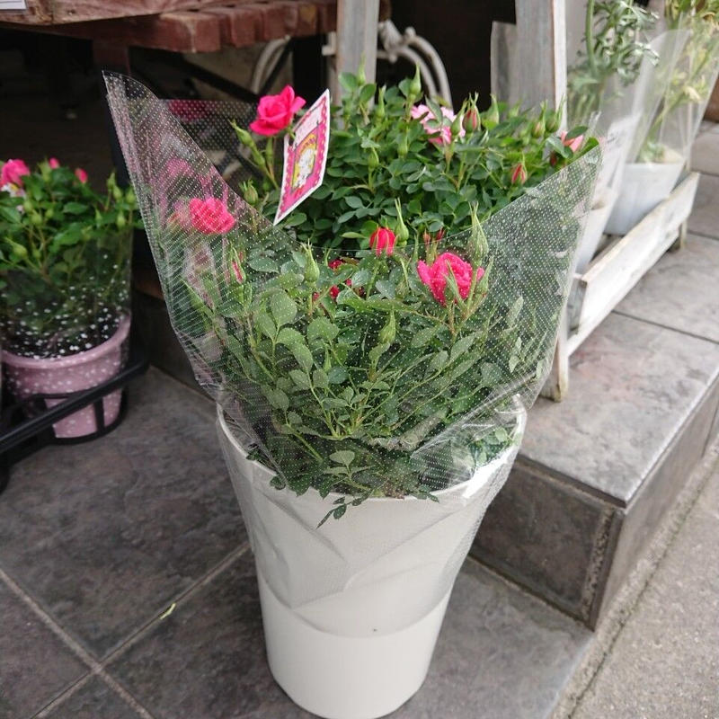 ミニバラ鉢物 7号 初出荷セール価格3 980円 4 17出荷分まで 税込 送料込 花の