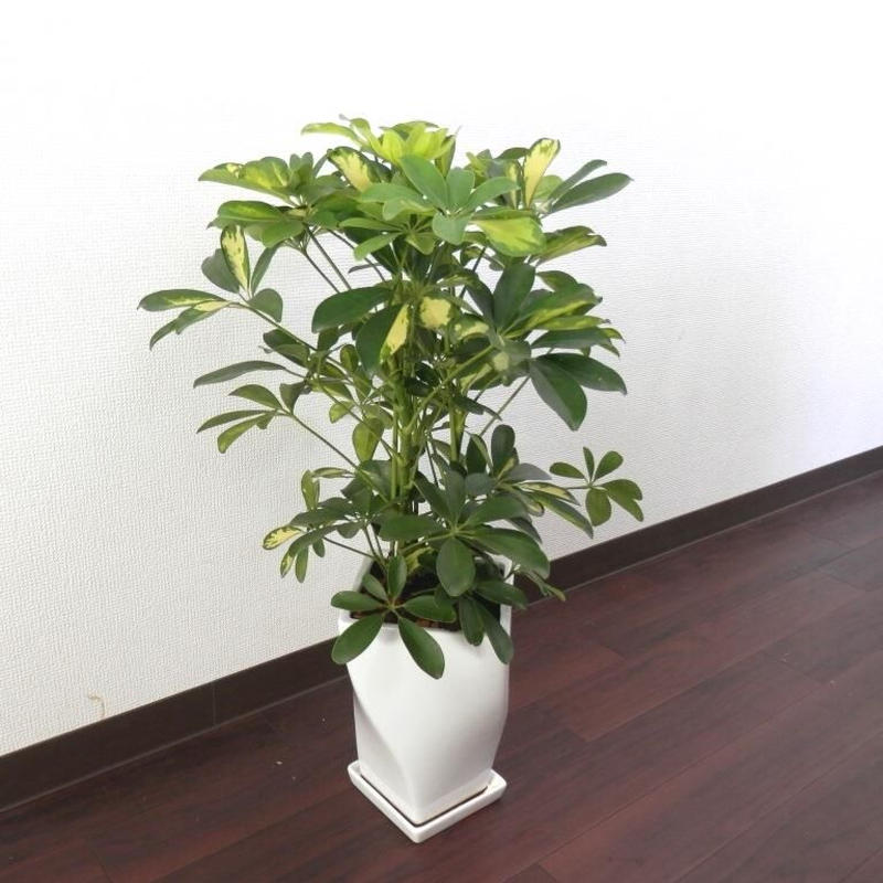 シェフレラ ホンコン カポック 斑入り 税込 送料込 花の美里流通センター